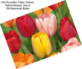 Van Zyverden Tulips, Darwin Hybrid Mixture, Set of 100 Mammoth Bulbs