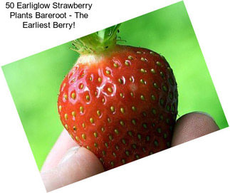 50 Earliglow Strawberry Plants Bareroot - The Earliest Berry!