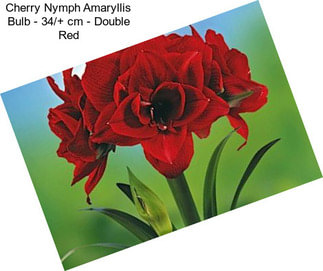 Cherry Nymph Amaryllis Bulb - 34/+ cm - Double Red