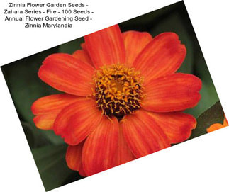 Zinnia Flower Garden Seeds - Zahara Series - Fire - 100 Seeds - Annual Flower Gardening Seed - Zinnia Marylandia