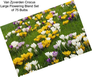 Van Zyverden Crocus Large Flowering Blend Set of 75 Bulbs