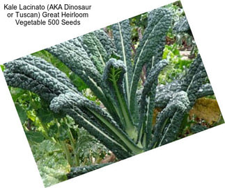 Kale Lacinato (AKA Dinosaur or Tuscan) Great Heirloom Vegetable 500 Seeds