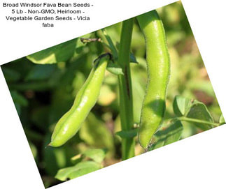 Broad Windsor Fava Bean Seeds - 5 Lb - Non-GMO, Heirloom - Vegetable Garden Seeds - Vicia faba