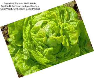 Everwilde Farms - 1000 White Boston Butterhead Lettuce Seeds - Gold Vault Jumbo Bulk Seed Packet