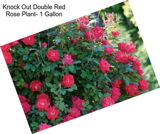 Knock Out Double Red Rose Plant- 1 Gallon