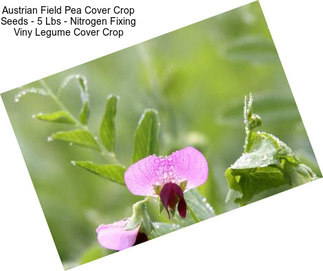 Austrian Field Pea Cover Crop Seeds - 5 Lbs - Nitrogen Fixing Viny Legume Cover Crop