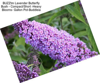 BUZZtm Lavender Butterfly Bush - Compact/Short -Heavy Blooms- Gallon Pot-Buddleia