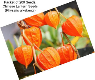 Packet of 200 Seeds, Chinese Lantern Seeds (Physalis alkekengi)