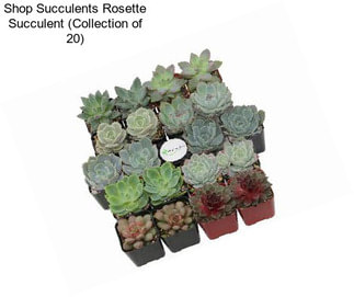 Shop Succulents Rosette Succulent (Collection of 20)