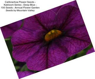 Calibrachoa Flower Seeds - Kabloom Series - Deep Blue - 100 Seeds - Annual Flower Garden Seeds by Mountain Valley