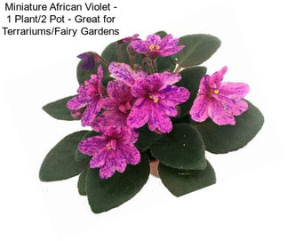 Miniature African Violet - 1 Plant/2\