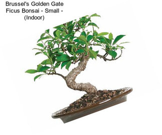 Brussel\'s Golden Gate Ficus Bonsai - Small - (Indoor)