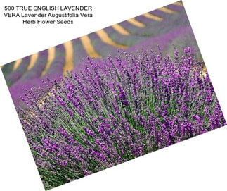 500 TRUE ENGLISH LAVENDER VERA Lavender Augustifolia Vera Herb Flower Seeds