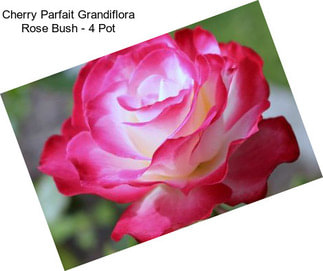Cherry Parfait Grandiflora Rose Bush - 4\