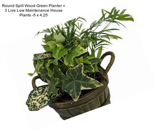 Round Split Wood Green Planter + 3 Live Low Maintenance House Plants -5\