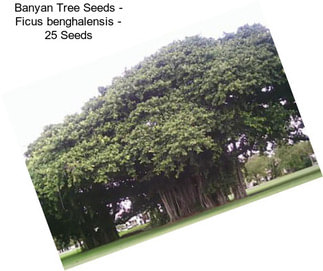 Banyan Tree Seeds - Ficus benghalensis - 25 Seeds