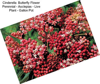 Cinderella  Butterfly Flower Perennial - Asclepias - Live Plant - Gallon Pot