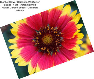 Blanket Flower Gaillardia Wildflower Seeds - 1 Oz - Perennial Wild Flower Garden Seeds - Gaillardia aristata