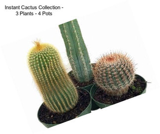 Instant Cactus Collection - 3 Plants - 4\