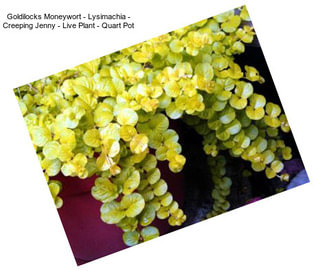 Goldilocks Moneywort - Lysimachia - Creeping Jenny - Live Plant - Quart Pot