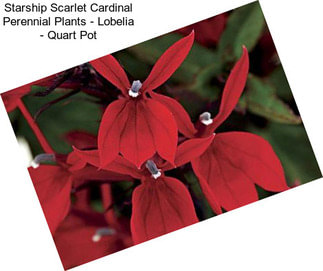 Starship Scarlet Cardinal Perennial Plants - Lobelia - Quart Pot