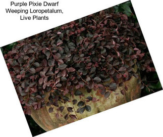 Purple Pixie Dwarf Weeping Loropetalum, Live Plants