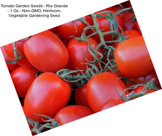 Tomato Garden Seeds - Rio Grande - 1 Oz - Non-GMO, Heirloom, Vegetable Gardening Seed