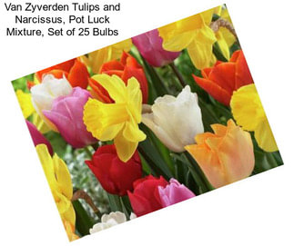 Van Zyverden Tulips and Narcissus, Pot Luck Mixture, Set of 25 Bulbs