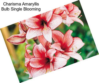 Charisma Amaryllis Bulb Single Blooming