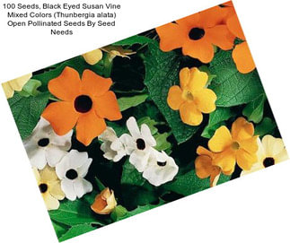 100 Seeds, Black Eyed Susan Vine \