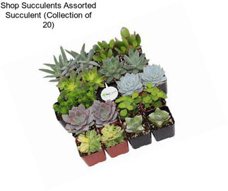 Shop Succulents Assorted Succulent (Collection of 20)