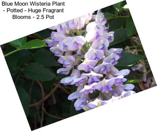 Blue Moon Wisteria Plant - Potted - Huge Fragrant Blooms - 2.5\