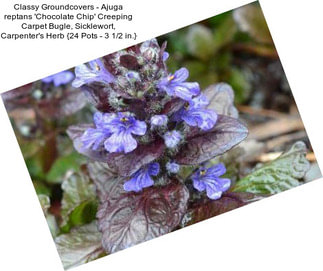 Classy Groundcovers - Ajuga reptans \'Chocolate Chip\' Creeping Carpet Bugle, Sicklewort, Carpenter\'s Herb {24 Pots - 3 1/2 in.}