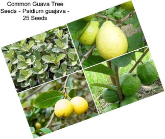 Common Guava Tree Seeds - Psidium guajava - 25 Seeds