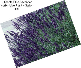 Hidcote Blue Lavender Herb - Live Plant - Gallon  Pot