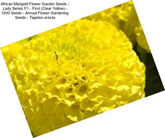 African Marigold Flower Garden Seeds - Lady Series F1 - First (Clear Yellow) - 1000 Seeds - Annual Flower Gardening Seeds - Tagetes erecta