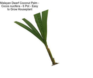 Malayan Dwarf Coconut Palm - Cocos nucifera - 6\