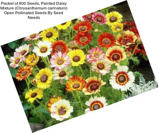 Packet of 800 Seeds, Painted Daisy Mixture (Chrysanthemum carinatum) Open Pollinated Seeds By Seed Needs