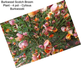 Burkwood Scotch Broom Plant - 4\