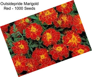 Outsidepride Marigold Red - 1000 Seeds