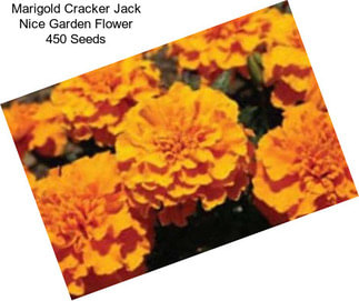 Marigold Cracker Jack Nice Garden Flower 450 Seeds