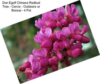 Don Egolf Chinese Redbud Tree - Cercis - Outdoors or Bonsai - 4\