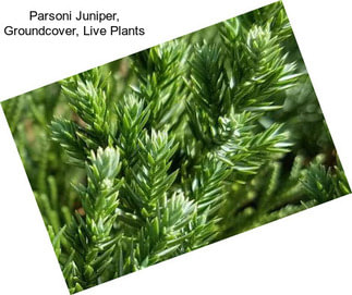 Parsoni Juniper, Groundcover, Live Plants