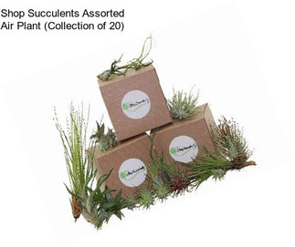 Shop Succulents Assorted Air Plant (Collection of 20)