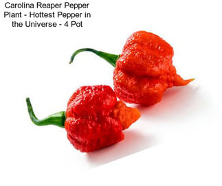 Carolina Reaper Pepper Plant - Hottest Pepper in the Universe - 4\