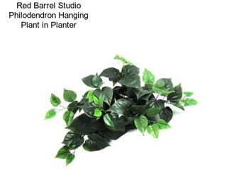 Red Barrel Studio Philodendron Hanging Plant in Planter