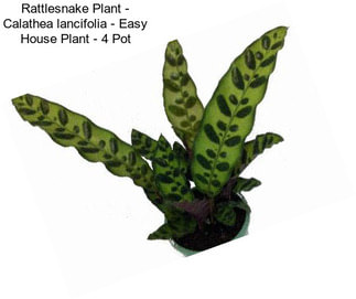 Rattlesnake Plant - Calathea lancifolia - Easy House Plant - 4\