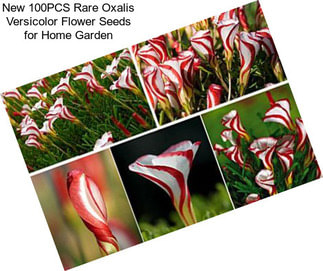 New 100PCS Rare Oxalis Versicolor Flower Seeds for Home Garden