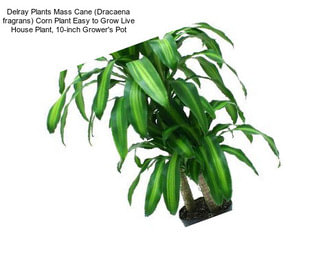 Delray Plants Mass Cane (Dracaena fragrans) Corn Plant Easy to Grow Live House Plant, 10-inch Grower\'s Pot
