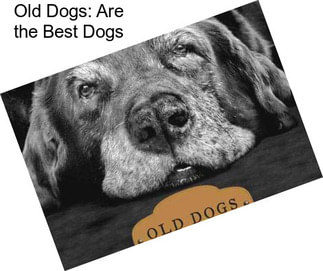 Old Dogs: Are the Best Dogs